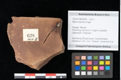 Foto (Objekt + Etikett) von Myrica lignitum Unger (NHMW-GEO-2024-0188-0628)